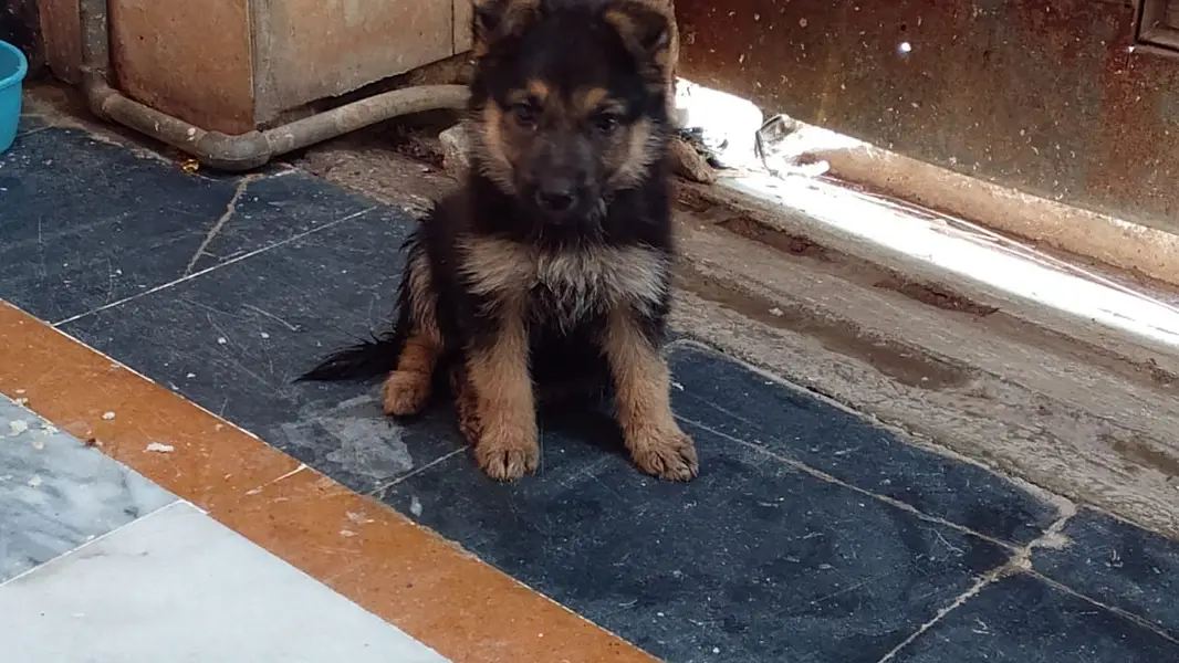 Purebred German Shepherd Puppy for Sale. . — photo 4
