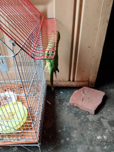 urgent for sale price no compromise brother