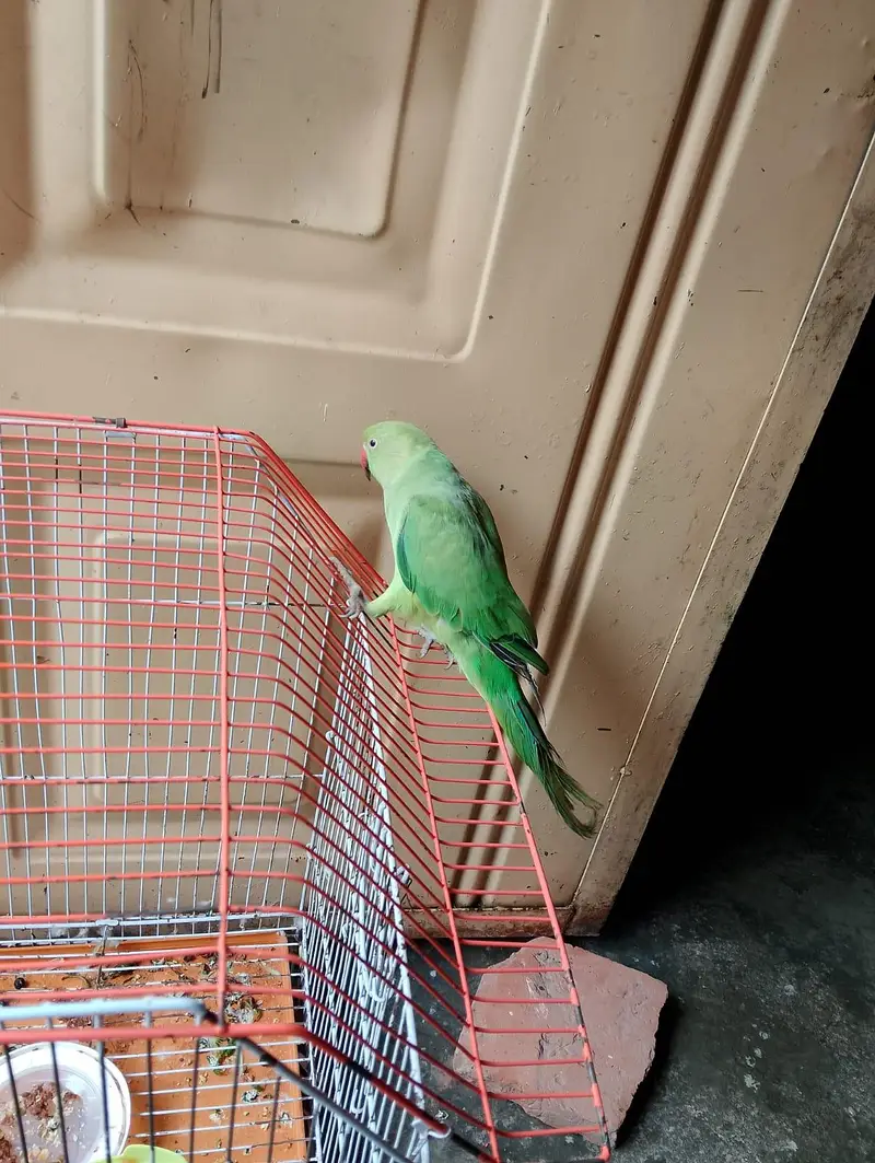 urgent for sale price no compromise brother — photo 2