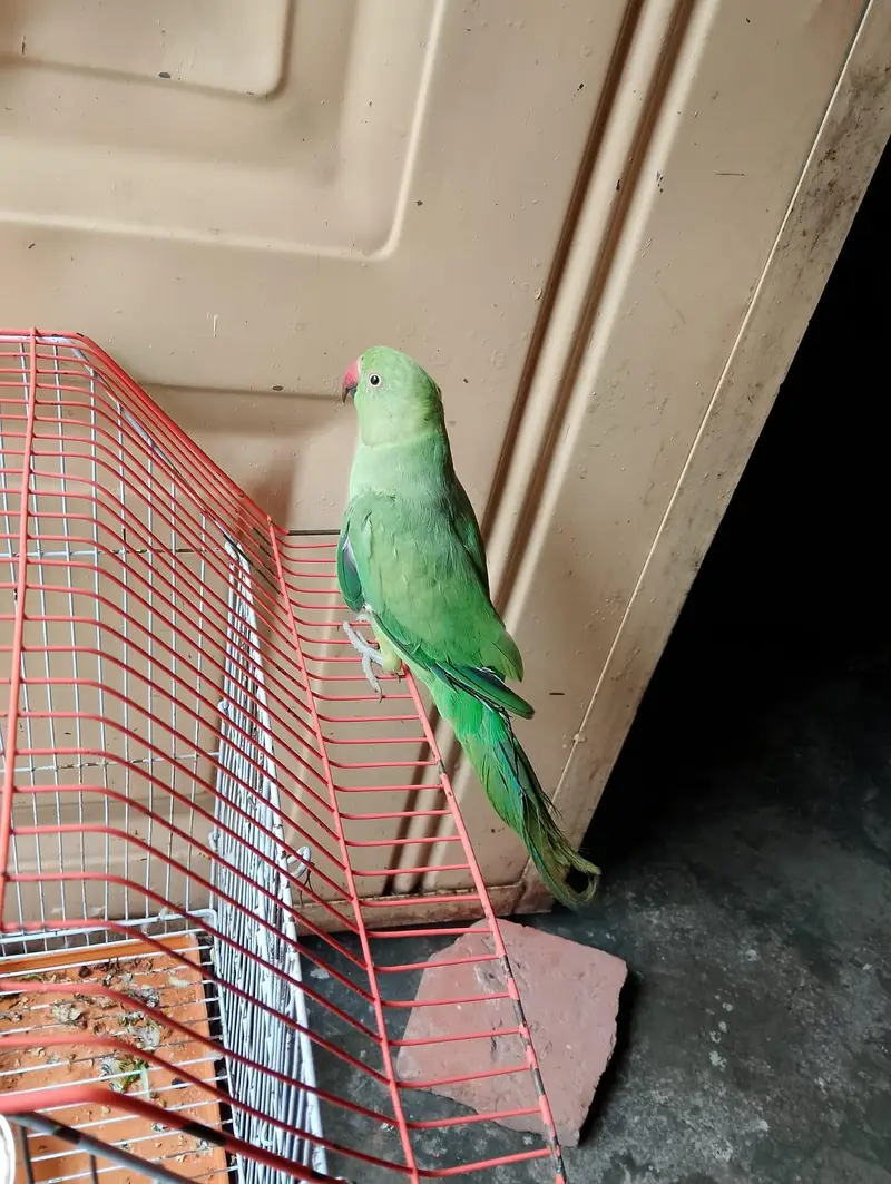 urgent for sale price no compromise brother — photo 3