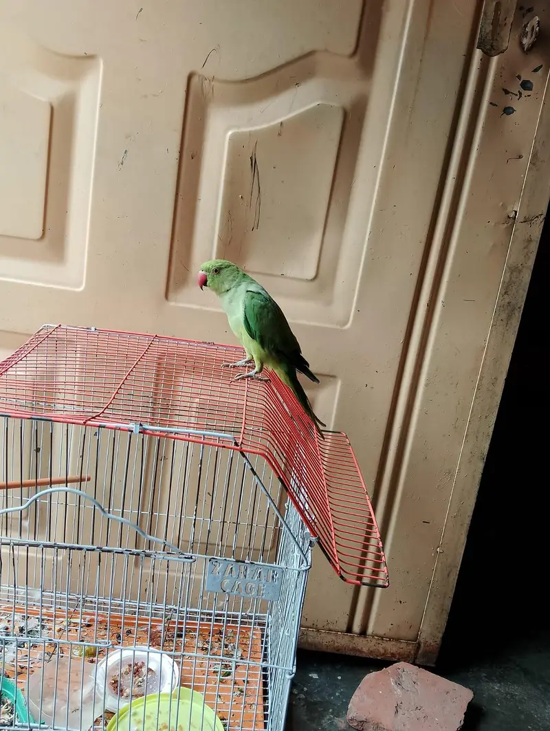 urgent for sale price no compromise brother — photo 4