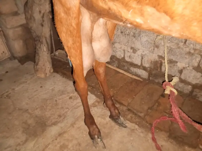humna bakre urgent sale karnni ha 2 month k gabben ha lakin garanti ni — photo 3
