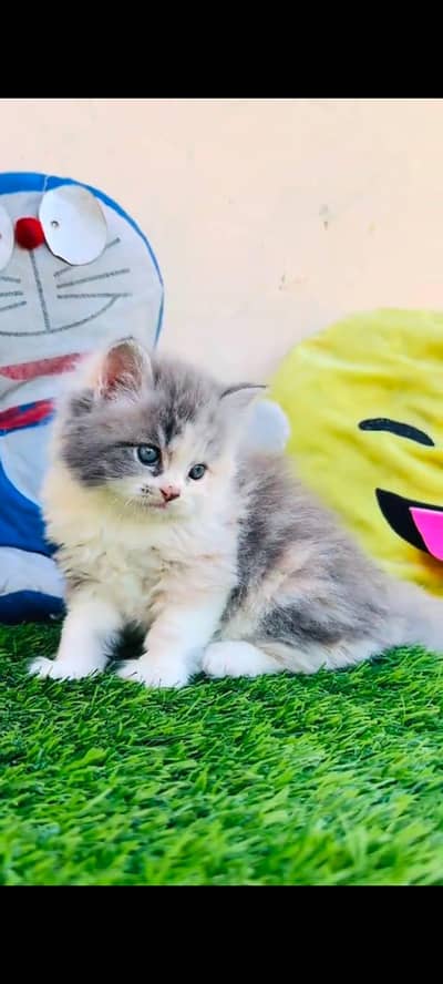pure Persian cats vaccinated and healthy active WhatsApp/0344/6895398/