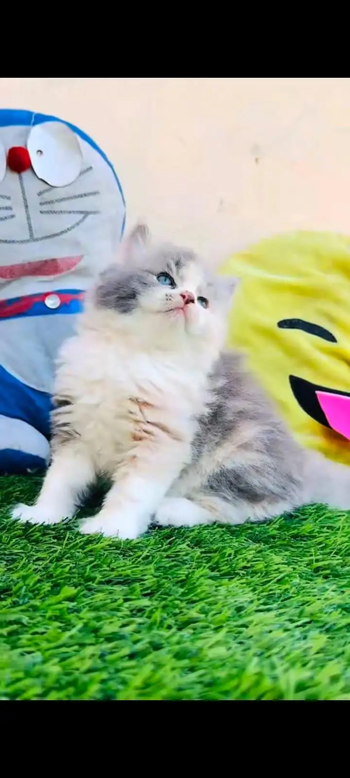 pure Persian cats vaccinated and healthy active WhatsApp/0344/6895398/ — photo 3