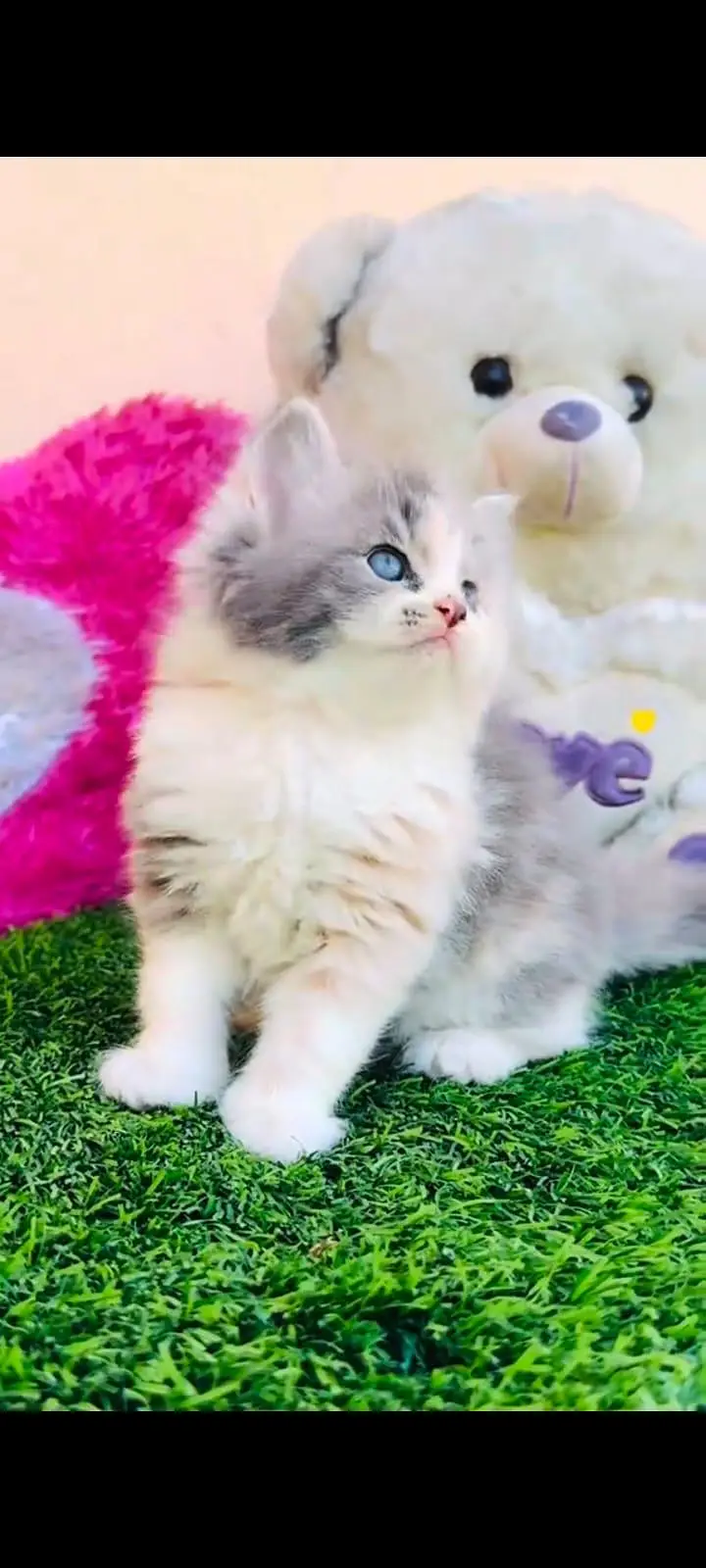 pure Persian cats vaccinated and healthy active WhatsApp/0344/6895398/ — photo 4