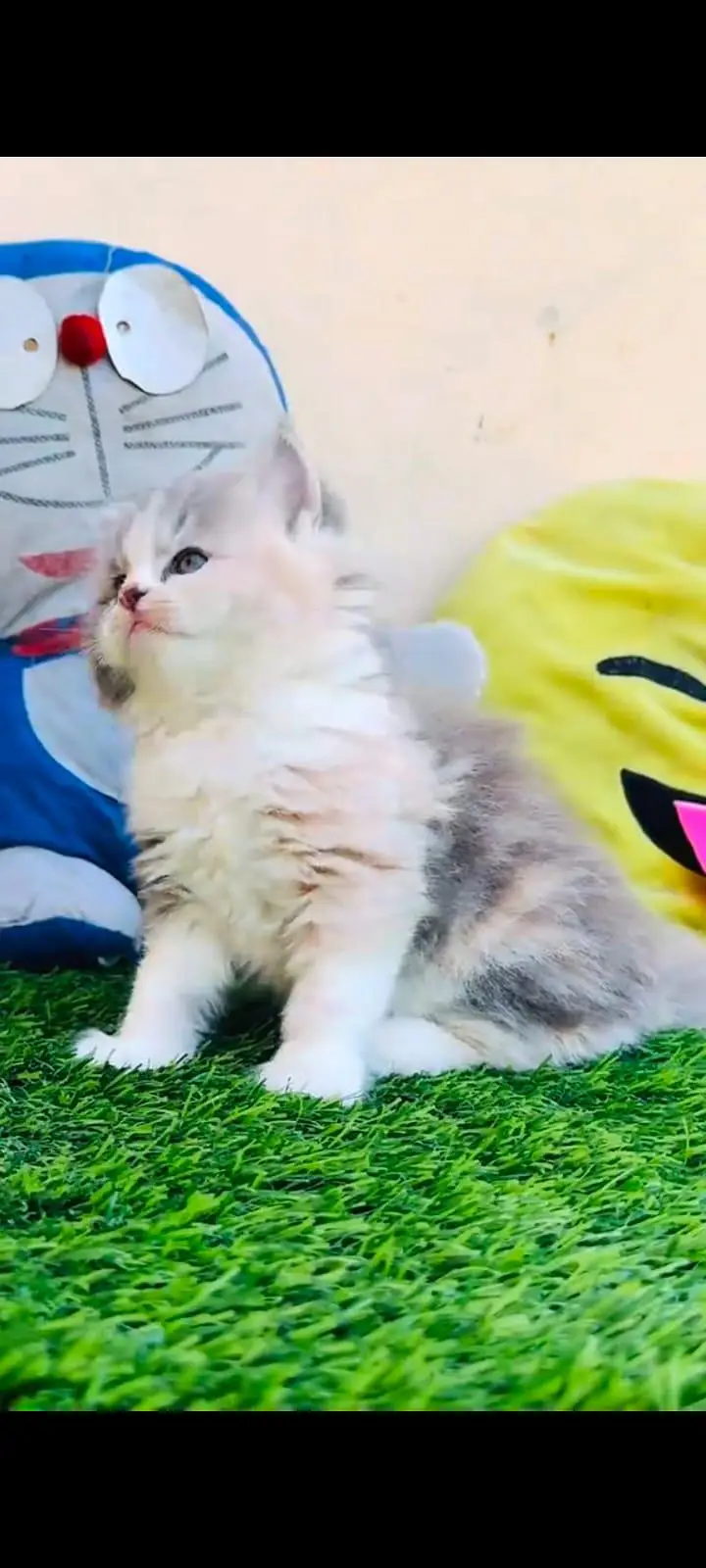 pure Persian cats vaccinated and healthy active WhatsApp/0344/6895398/ — photo 5
