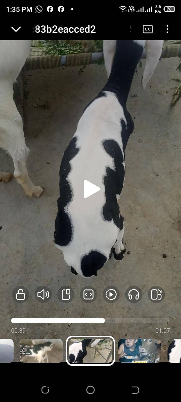 tadda 6