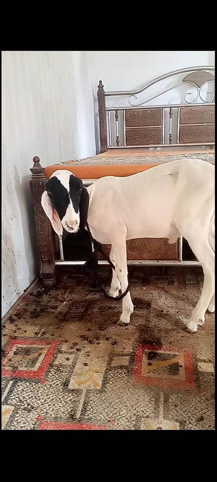 tadda 7
