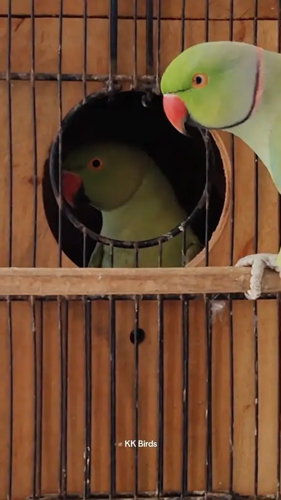 Parrot pair For sale | Breeder pair — photo 2