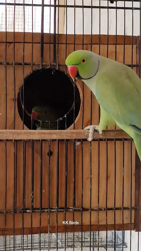 Parrot pair For sale | Breeder pair — photo 3