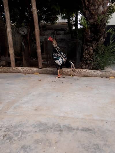 aseel JAVA jawa  full size male active