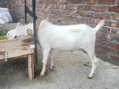 pure white gulabi Tedaa bredar quality