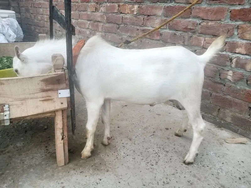 pure white gulabi Tedaa bredar quality — photo 2