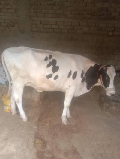 I am selling a very good  cow 1st time 7 months  pregnant