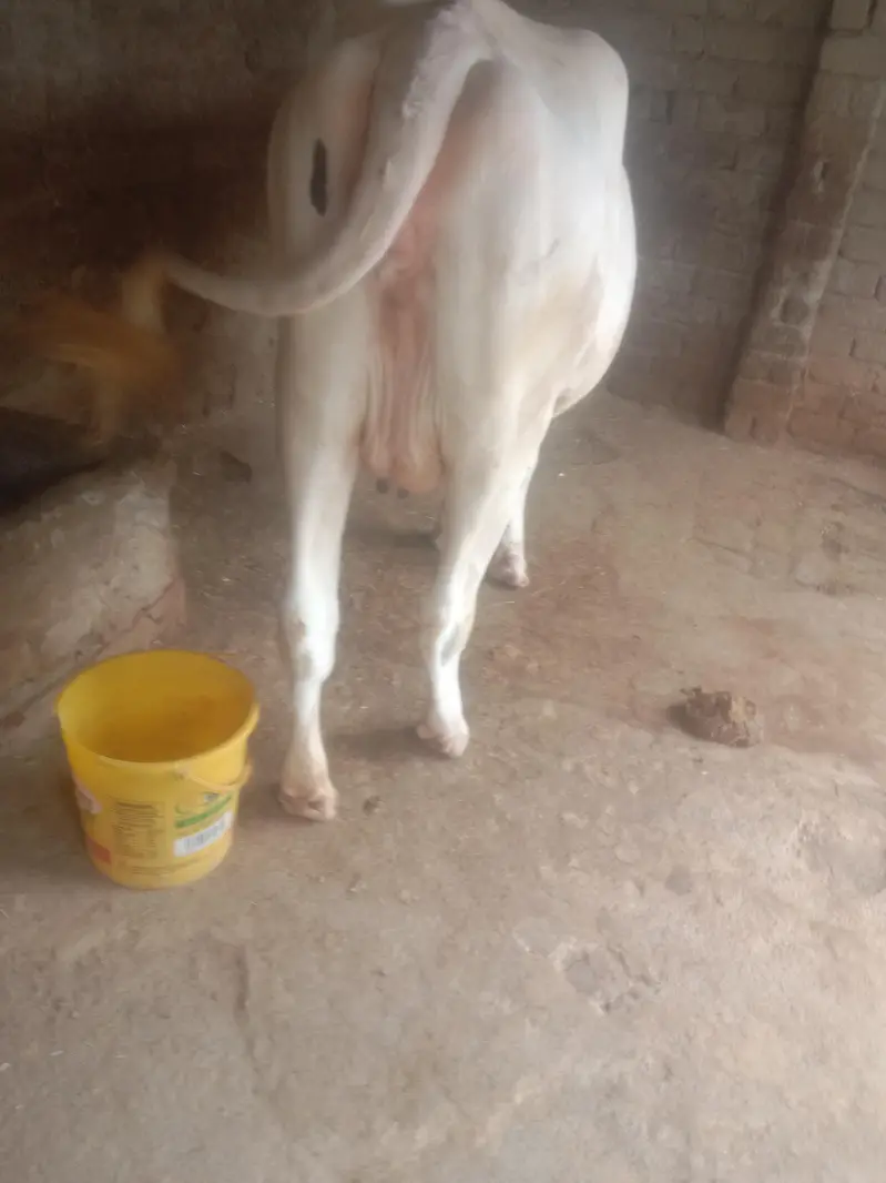 I am selling a very good  cow 1st time 7 months  pregnant — photo 2
