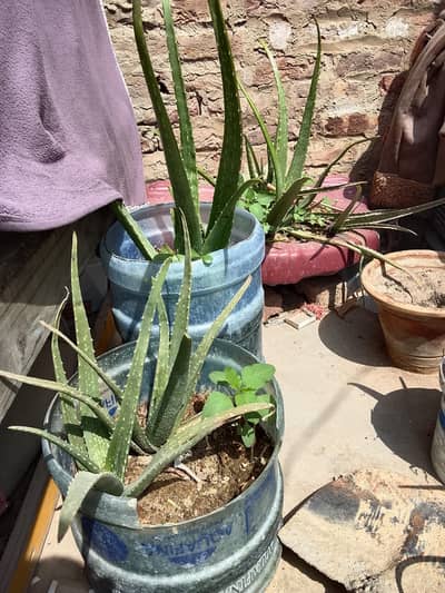 plants for sale