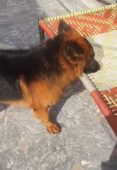 German Shepherd Male Dog For Sale/ 03228067847