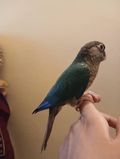 BLUE TURQUISISE WHITE WHITE CHEST CONURE TAM