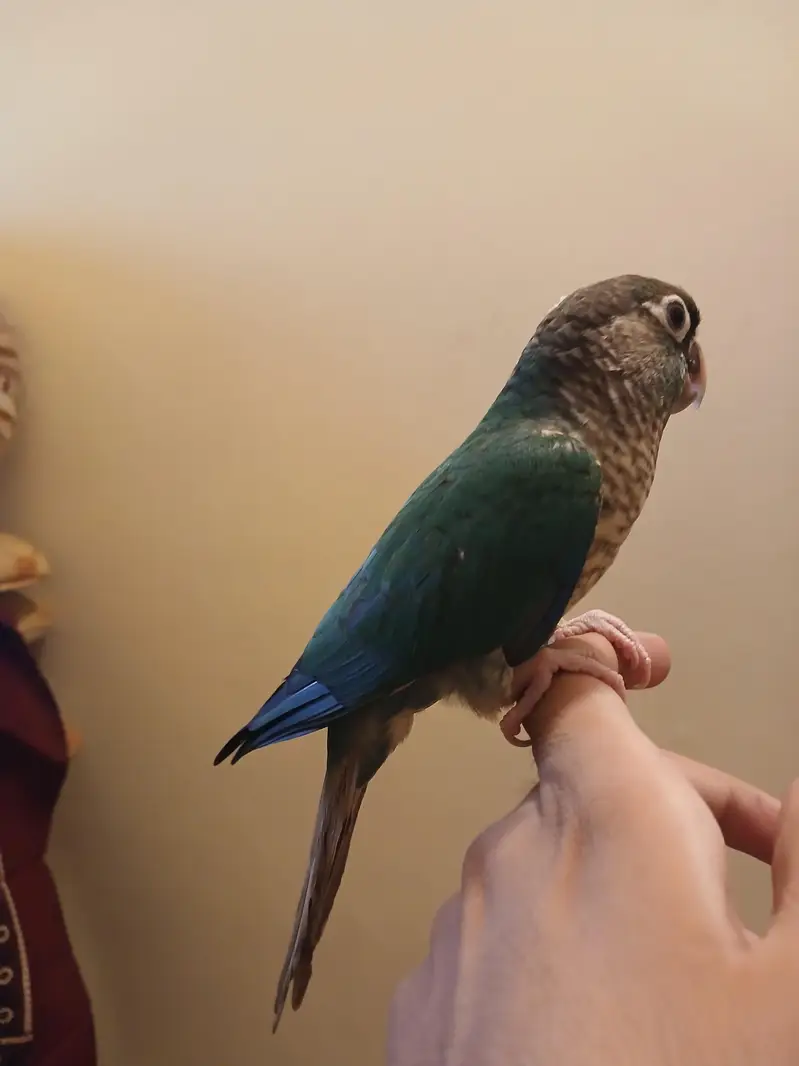 BLUE TURQUISISE WHITE WHITE CHEST CONURE TAM