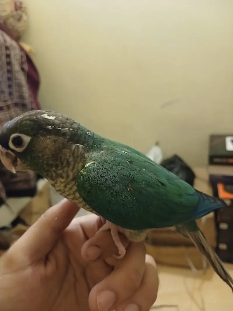 BLUE TURQUISISE WHITE WHITE CHEST CONURE TAM — photo 2