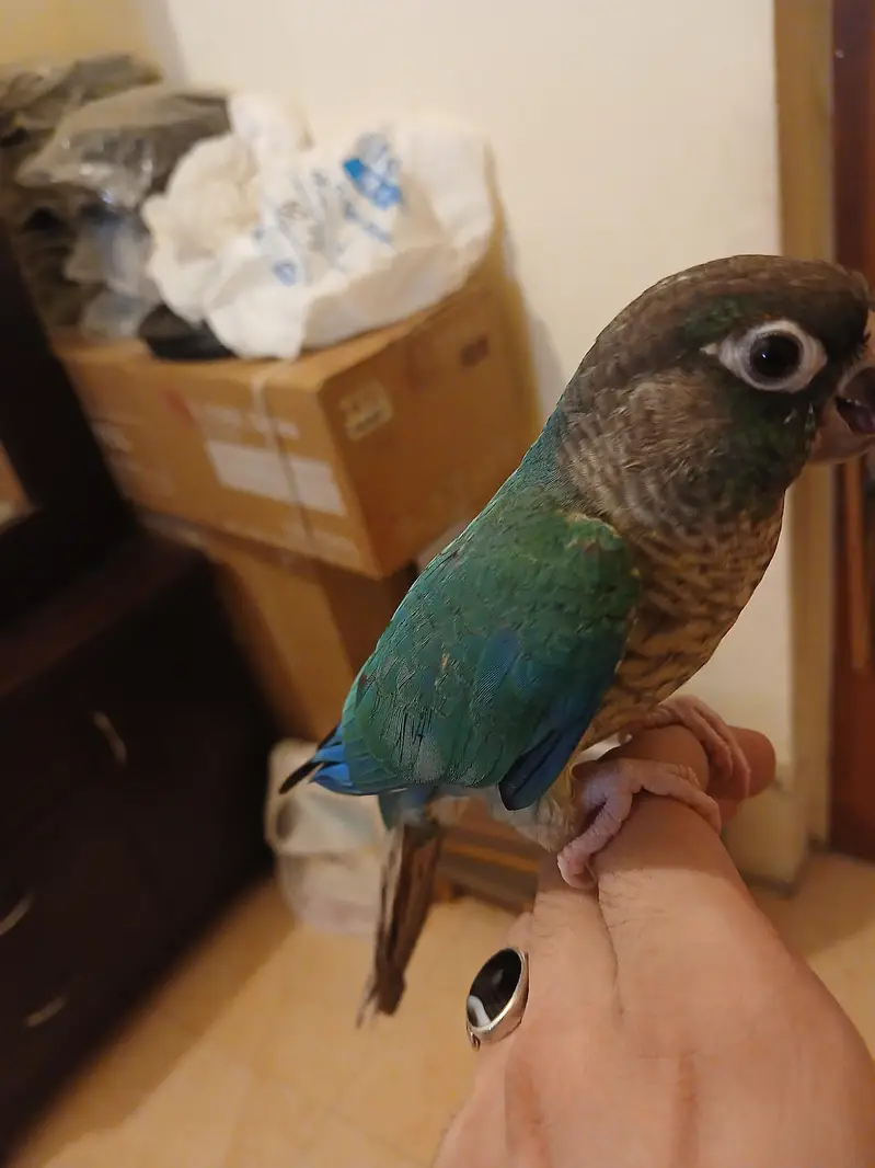 BLUE TURQUISISE WHITE WHITE CHEST CONURE TAM — photo 3