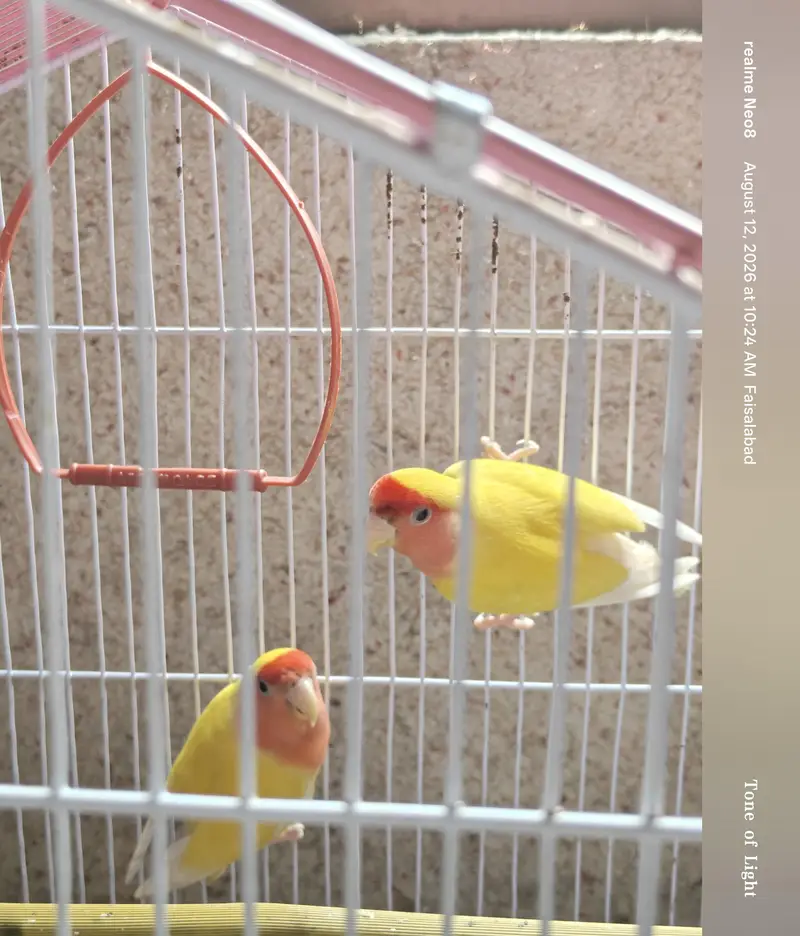 Lutino Red Eyes Breader Pair. All ok healthy and ready to bread. — photo 3