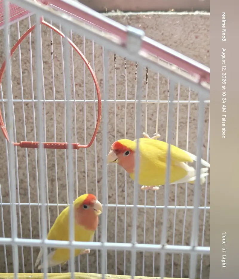 Lutino Red Eyes Breader Pair. All ok healthy and ready to bread. — photo 4