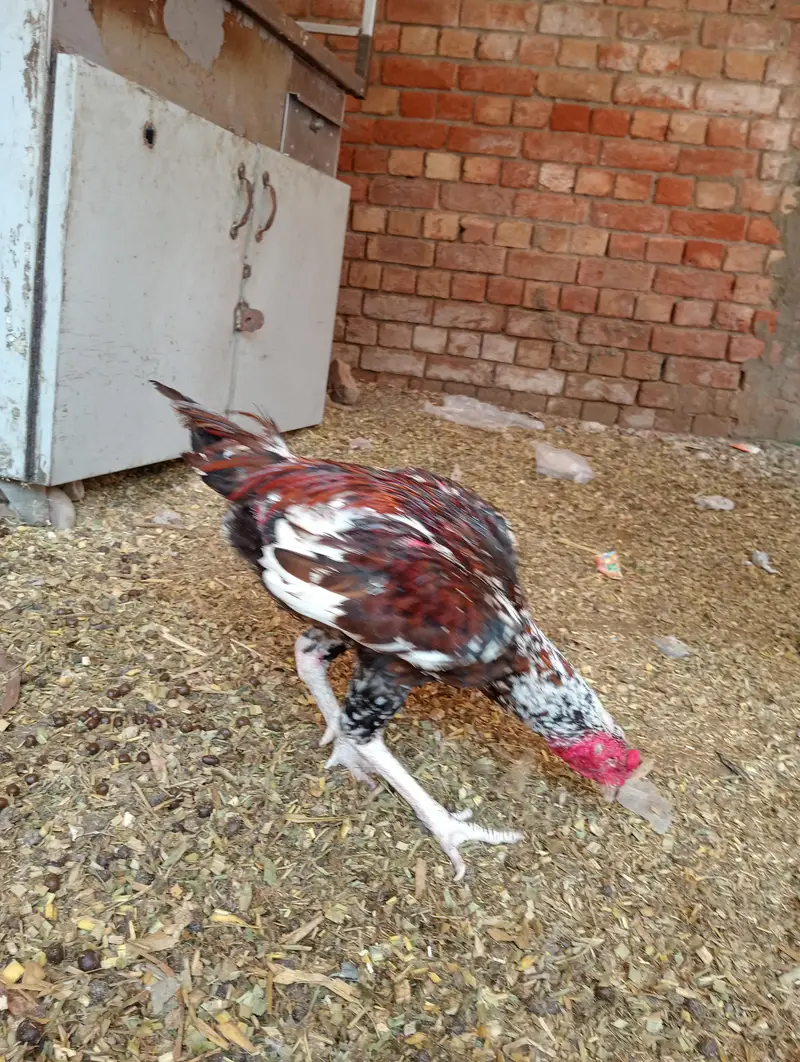 Aseel murga exchange possible Lahore — photo 3