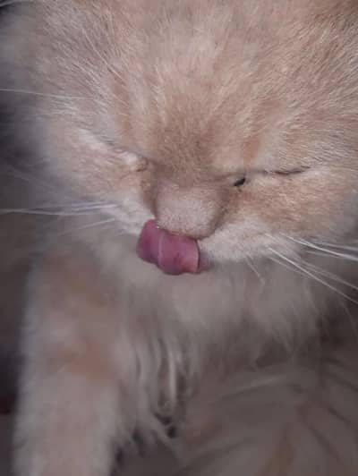 Persian Male Cat