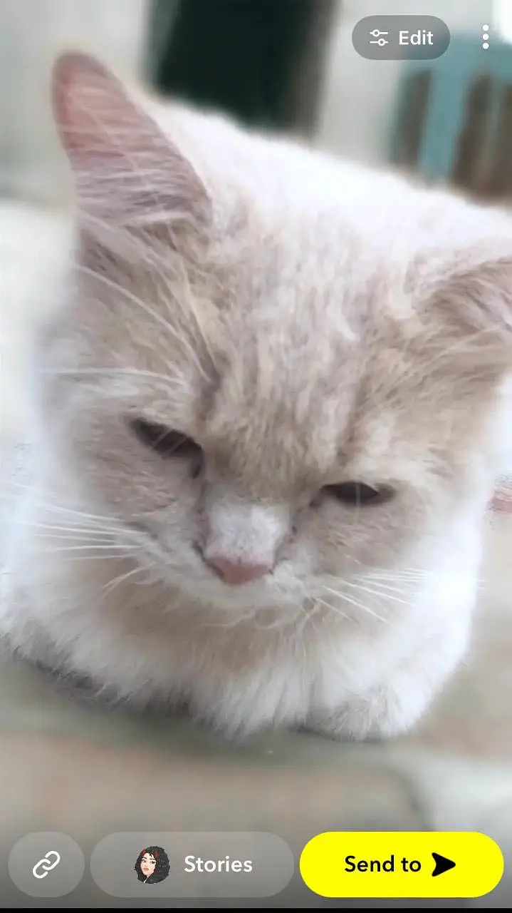 Persian Male Cat — photo 2