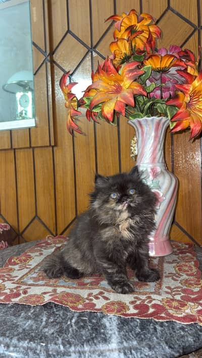 punch face | Tortoise color | Triple coated | Playful Kitten