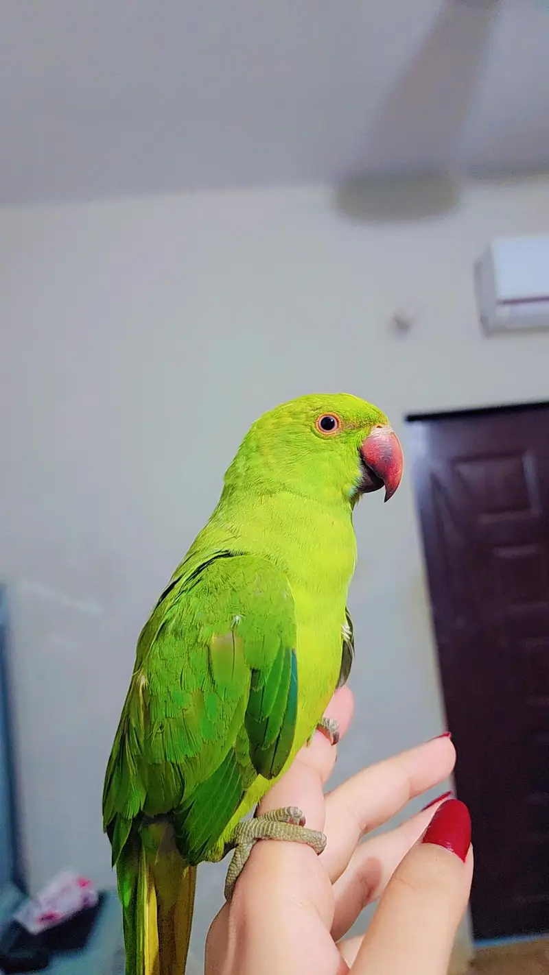 Ringneck