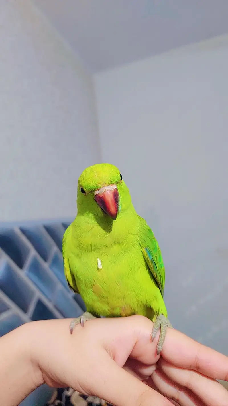 Ringneck — photo 2