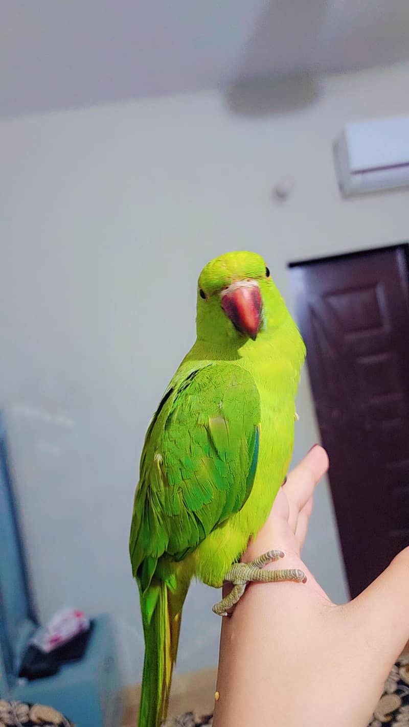 Ringneck 2