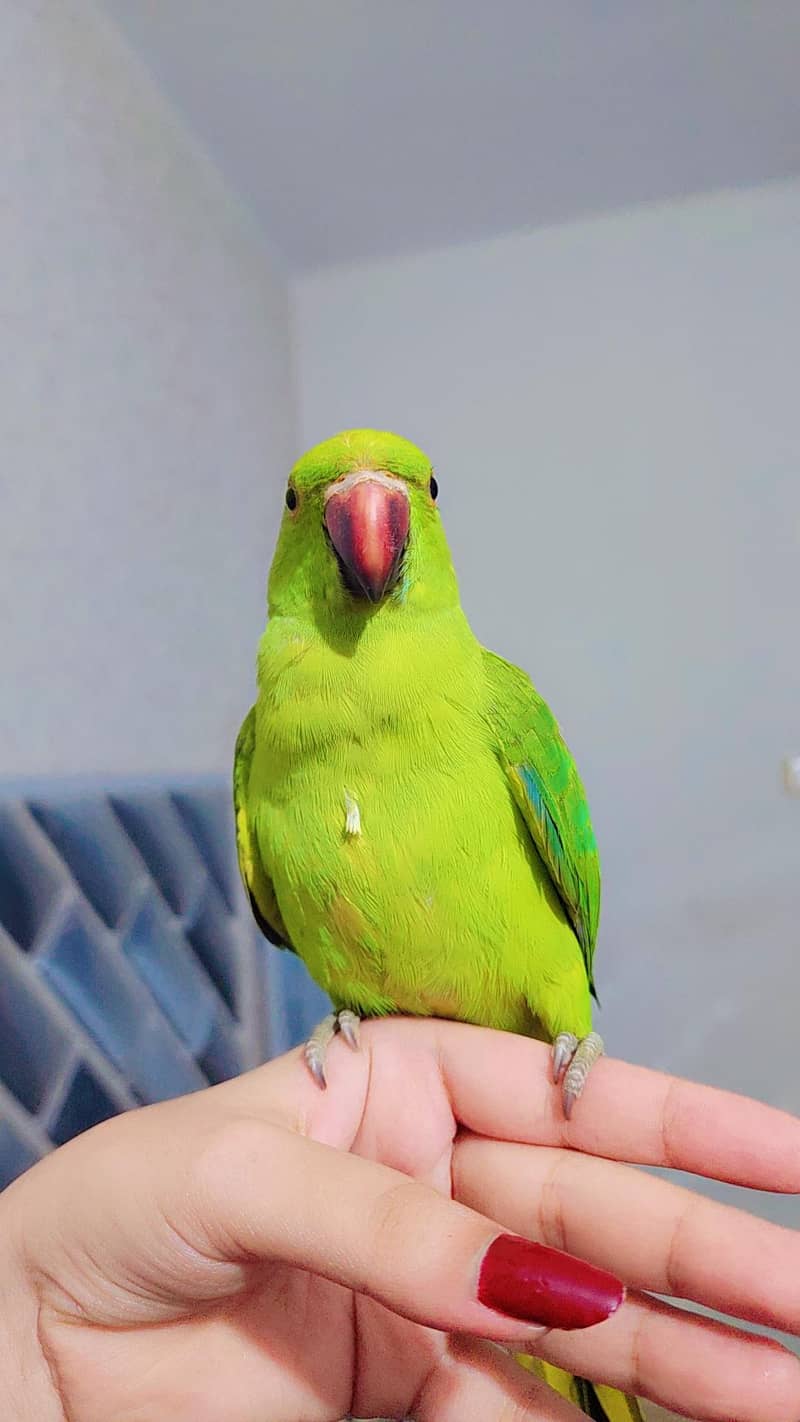 Ringneck 3