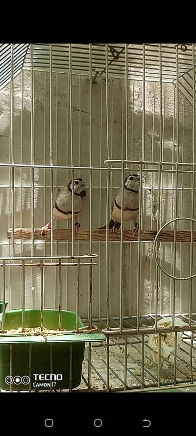 owl finch shaftail finch