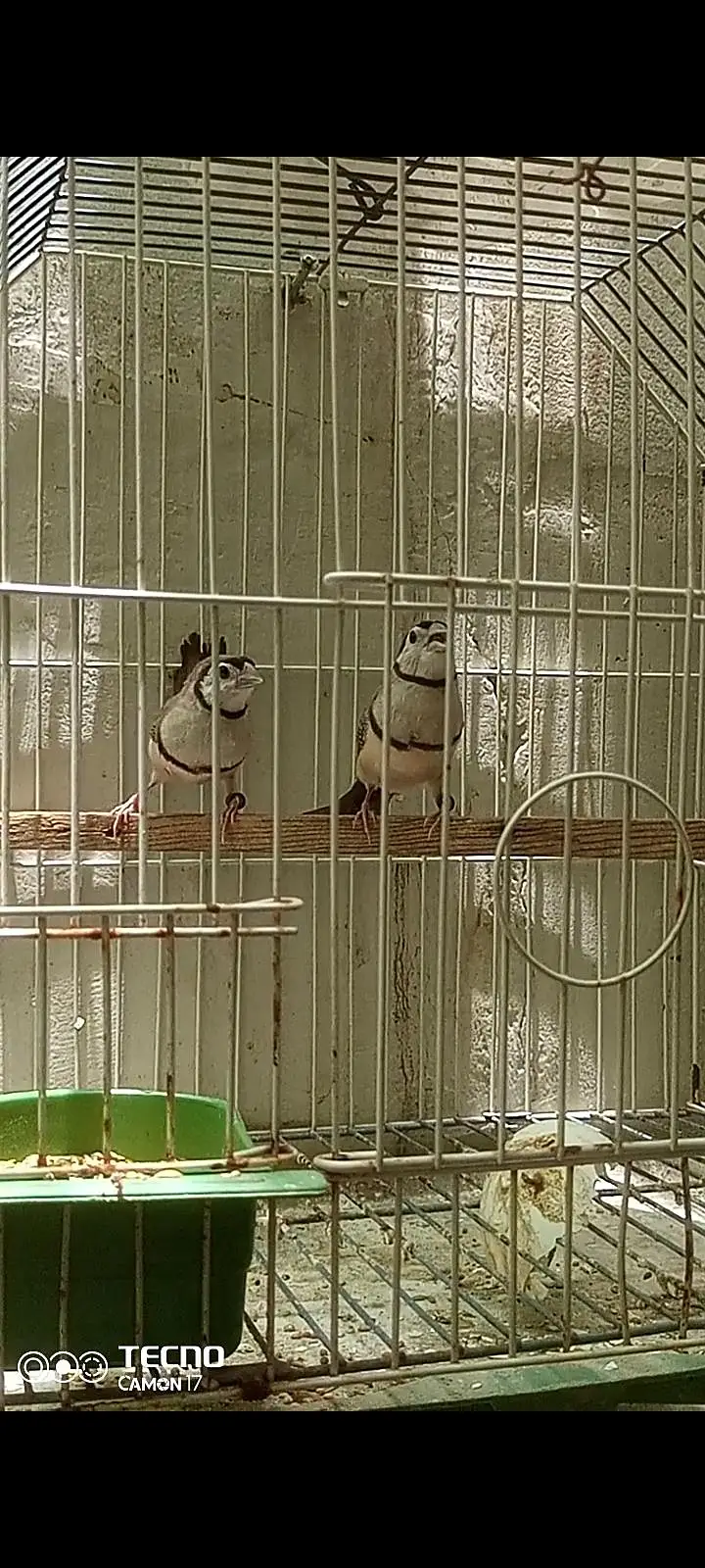 owl finch shaftail finch — photo 2