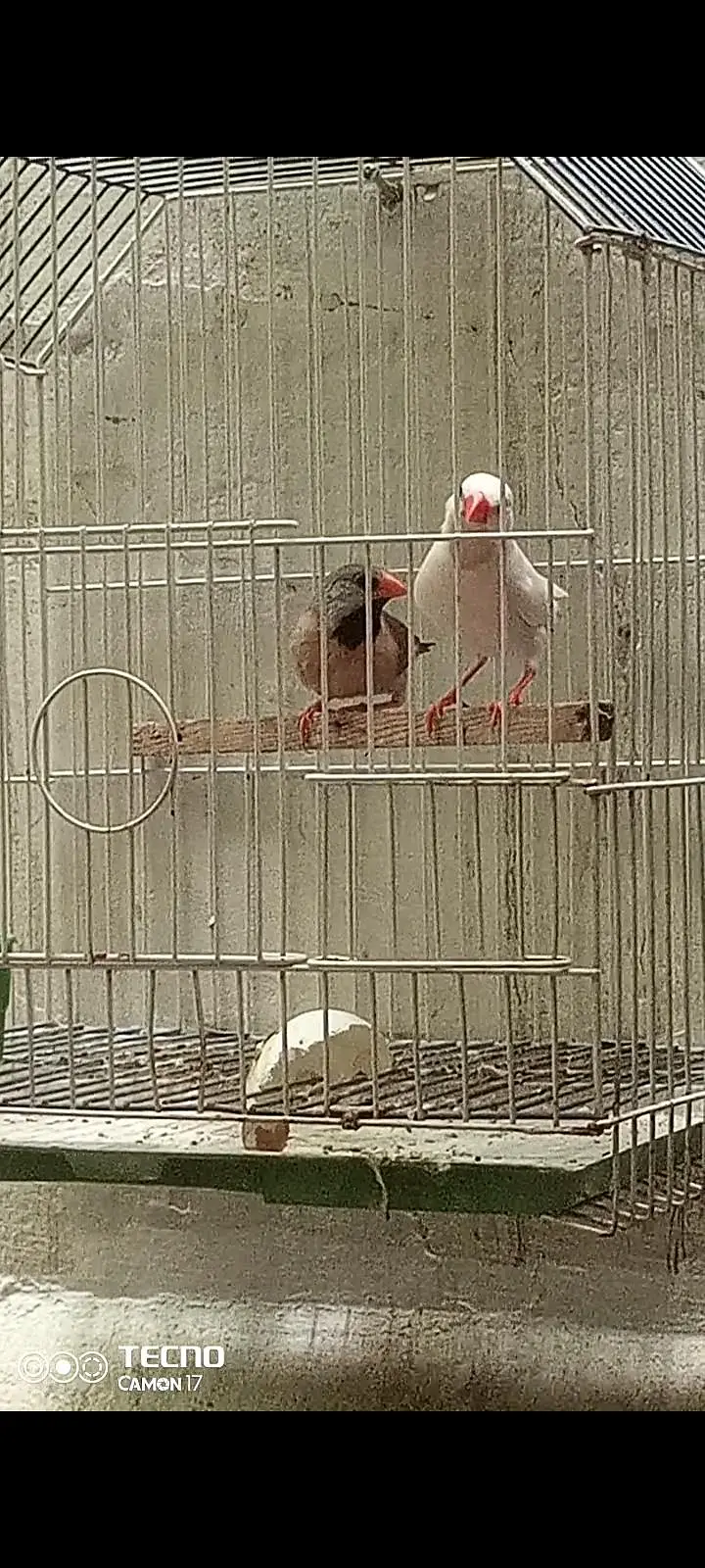 owl finch shaftail finch — photo 3