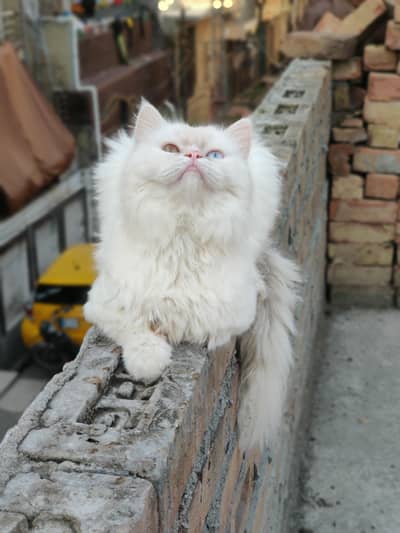 semi punch persian