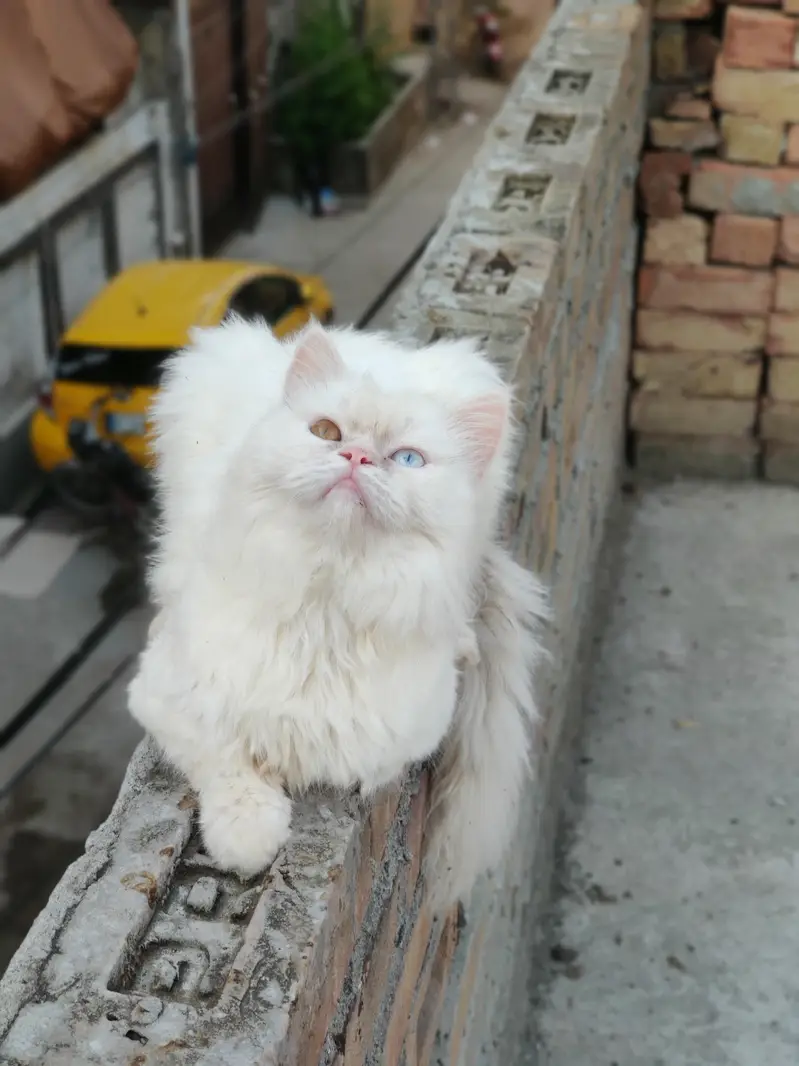 semi punch persian — photo 2