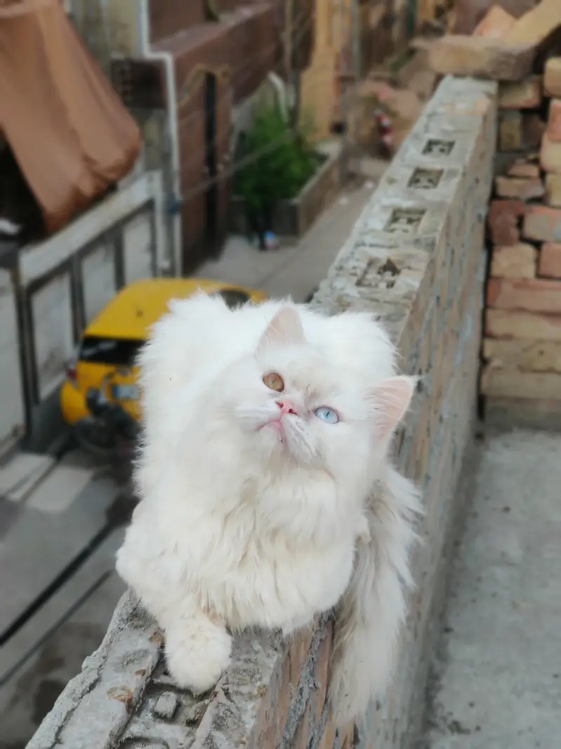 semi punch persian — photo 3