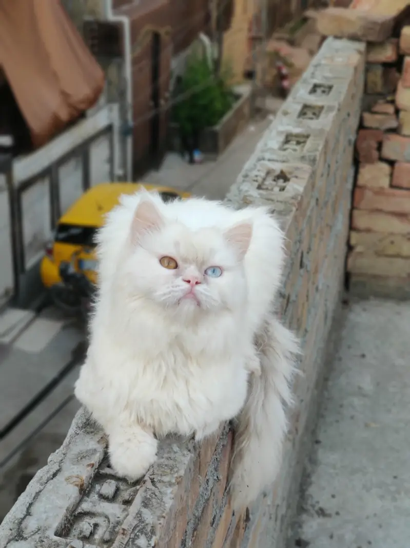 semi punch persian — photo 4