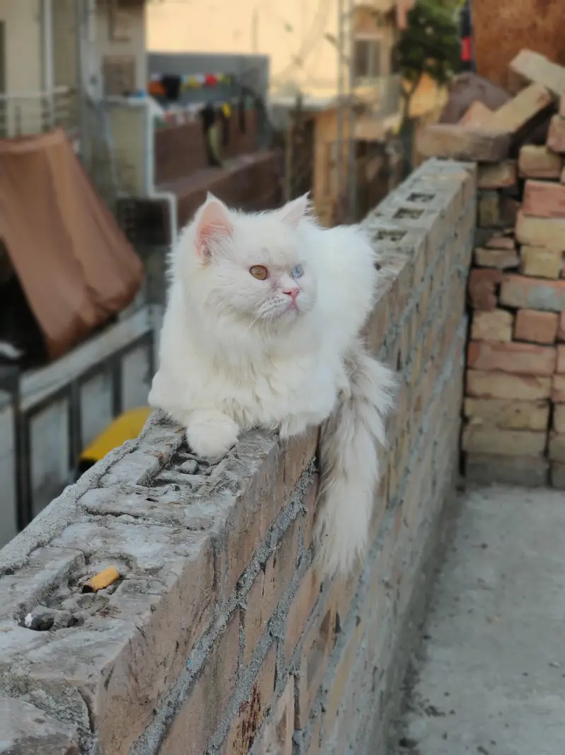 semi punch persian — photo 5