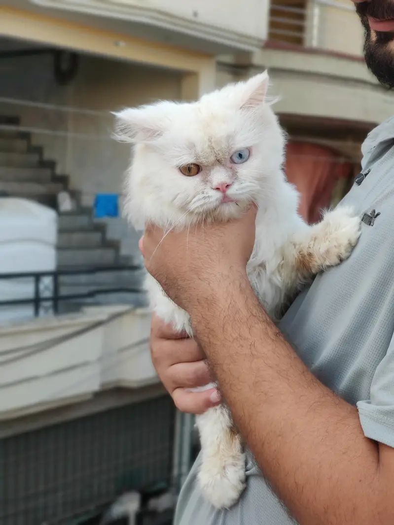 semi punch persian — photo 6