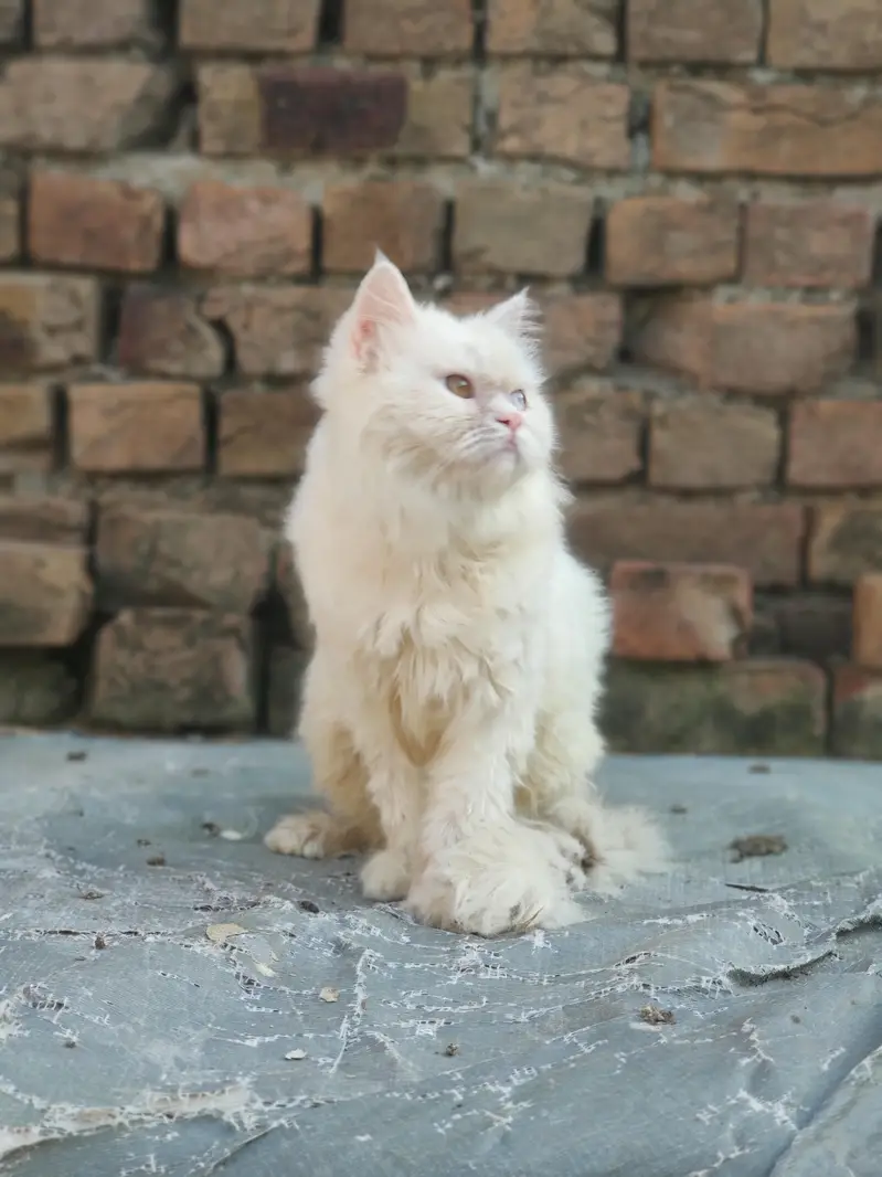 semi punch persian — photo 7