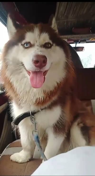 Siberian Husky pure imported Breed