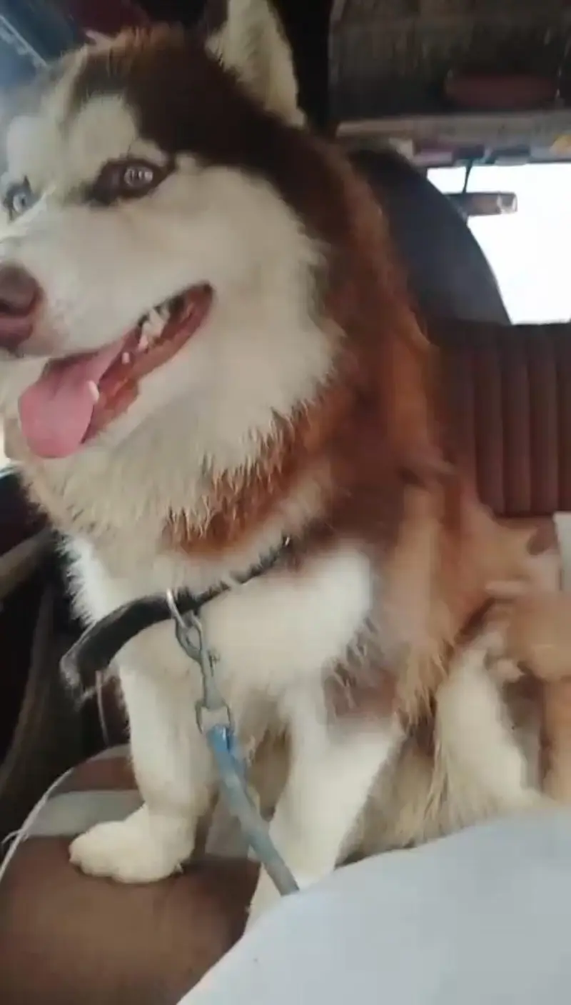Siberian Husky pure imported Breed — photo 2