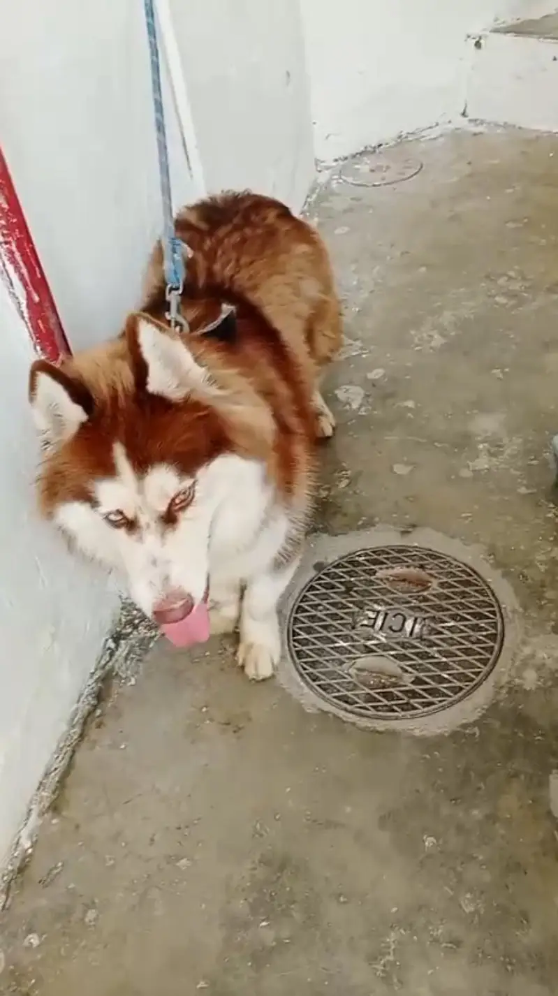 Siberian Husky pure imported Breed — photo 3