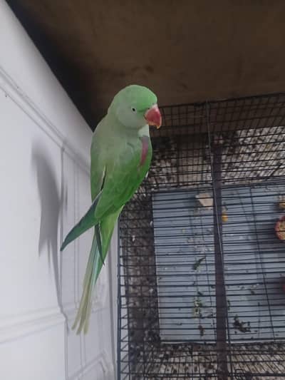 kashmiri raw parrot