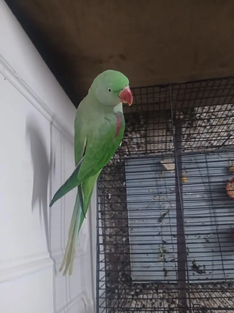 kashmiri raw parrot